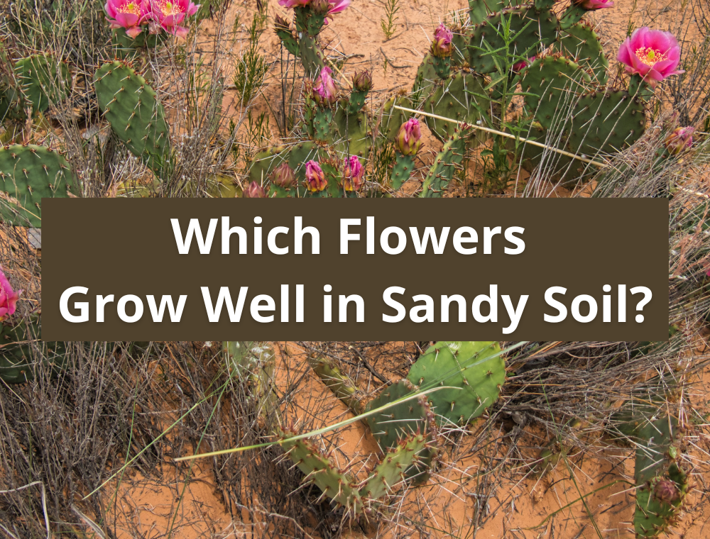 Which Flowers Grow Well In Sandy Soil? - Symbolic Meaning Of A Flower