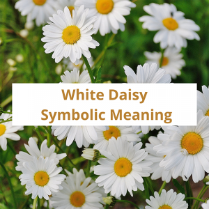 White Daisy Symbolic Meaning