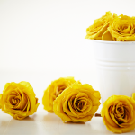 Yellow Roses: Symbolic Meaning