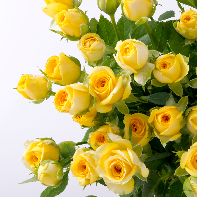 Yellow Roses: Symbolic Meaning