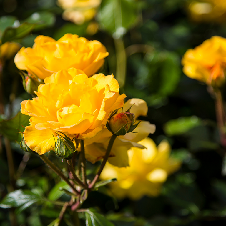 Yellow Roses: Symbolic Meaning