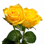 Yellow Roses: Symbolic Meaning