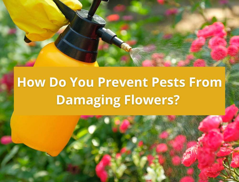 How Do You Prevent Pests From Damaging Flowers? - Symbolic Meaning Of A ...
