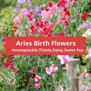 Aries Birth Flower: Daisy& Sweet Pea Zodiac Flower Symbolism