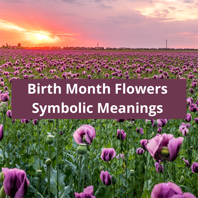 December Birth Flowers Narcissus & Holly Symbolic Meaning Of A Flower