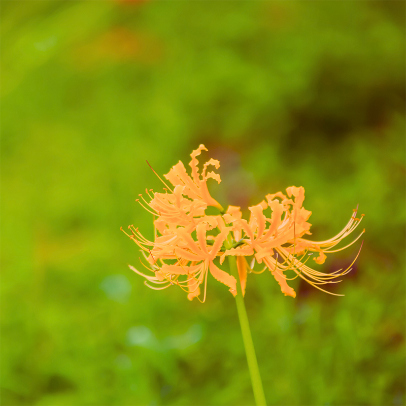 Orange spider lily symbolic meaning Symbolic Meaning Of A Flower