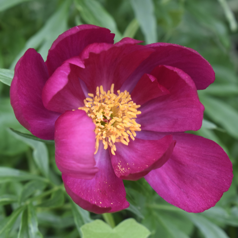 Magenta Peony Flowers: Symbolic Meaning