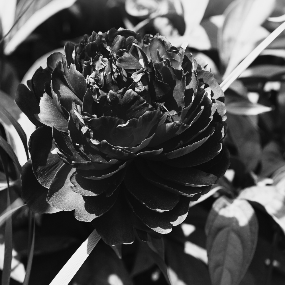 Black Peony Flowers: Symbolic Meaning