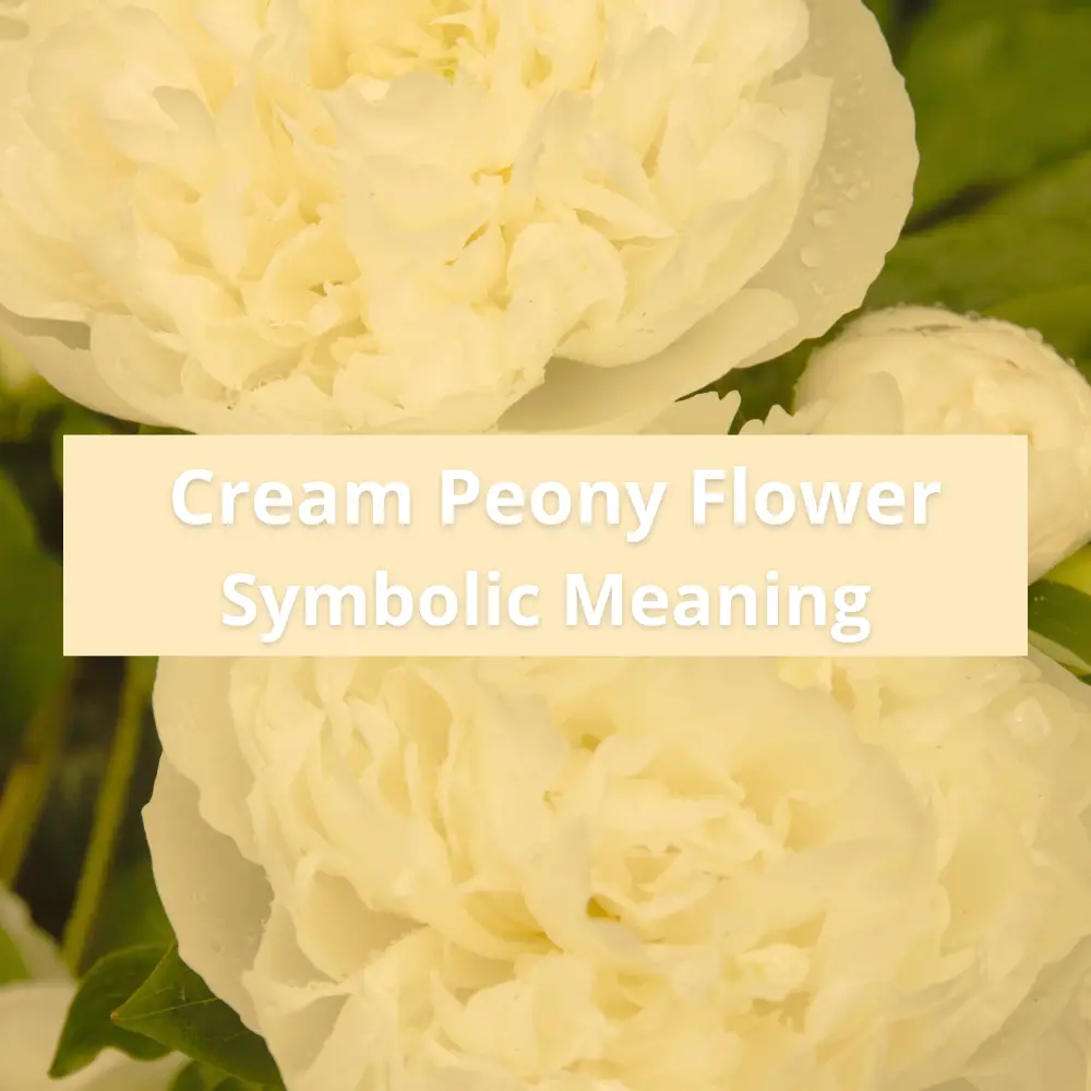 Cream Peony Flowers Symbolic Meaning