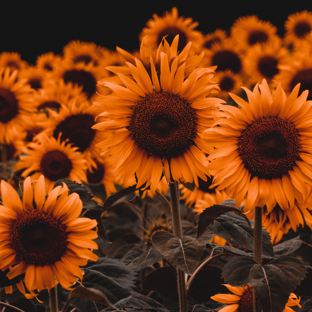 Orange Sunflower: Symbolic Meaning