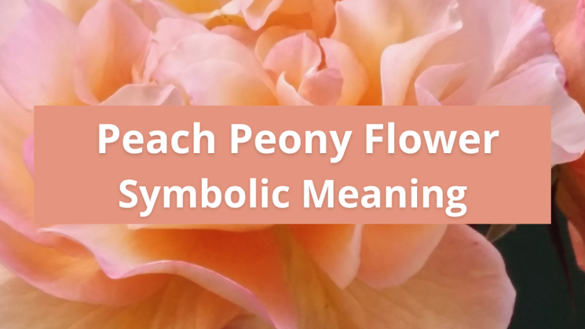 Peach Peony Flower: Symbolic Meaning - Symbolic Meaning Of A Flower
