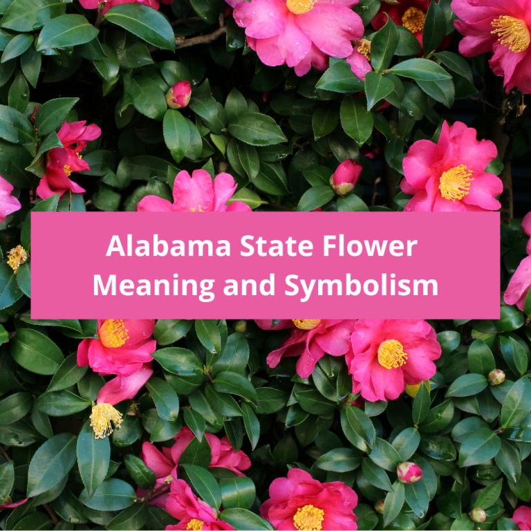 What Is The National Flower Of Zimbabwe Meaning And Symbolism what-is-the-national-flower-of-zimbabwe-meaning-and-symbolism