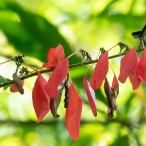 What is the National Flower of Trinidad and Tobago,Meaning and Symbolism?
