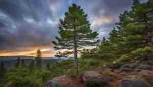 Maine State Flower: White Pine Cone and Tassel,Meaning and Symbolism
