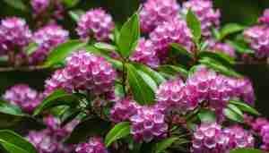 Connecticut State Flower: Mountain Laurel, Meaning and Symbolism