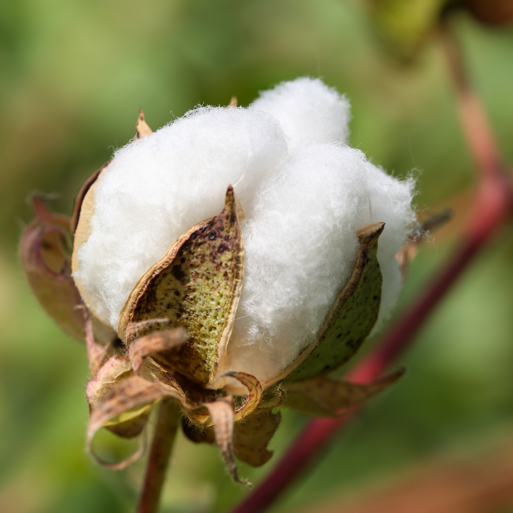 What is the national flower of Uzbekistan, Meaning and Symbolism
