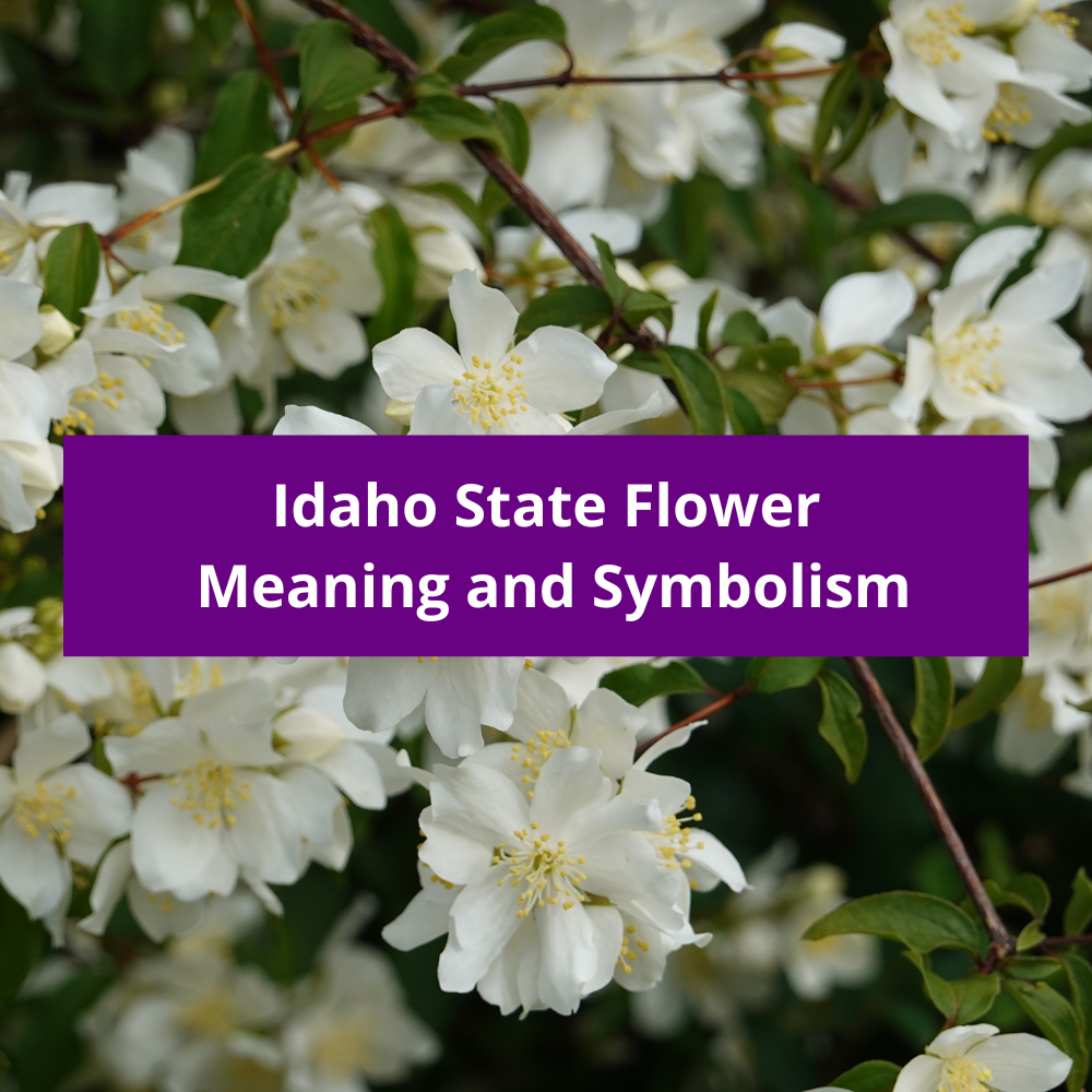 Idaho State Flower Syringa (Mock Orange), Meaning and Symbolism