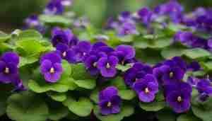 Illinois State Flower: Violet, Meaning and Symbolism