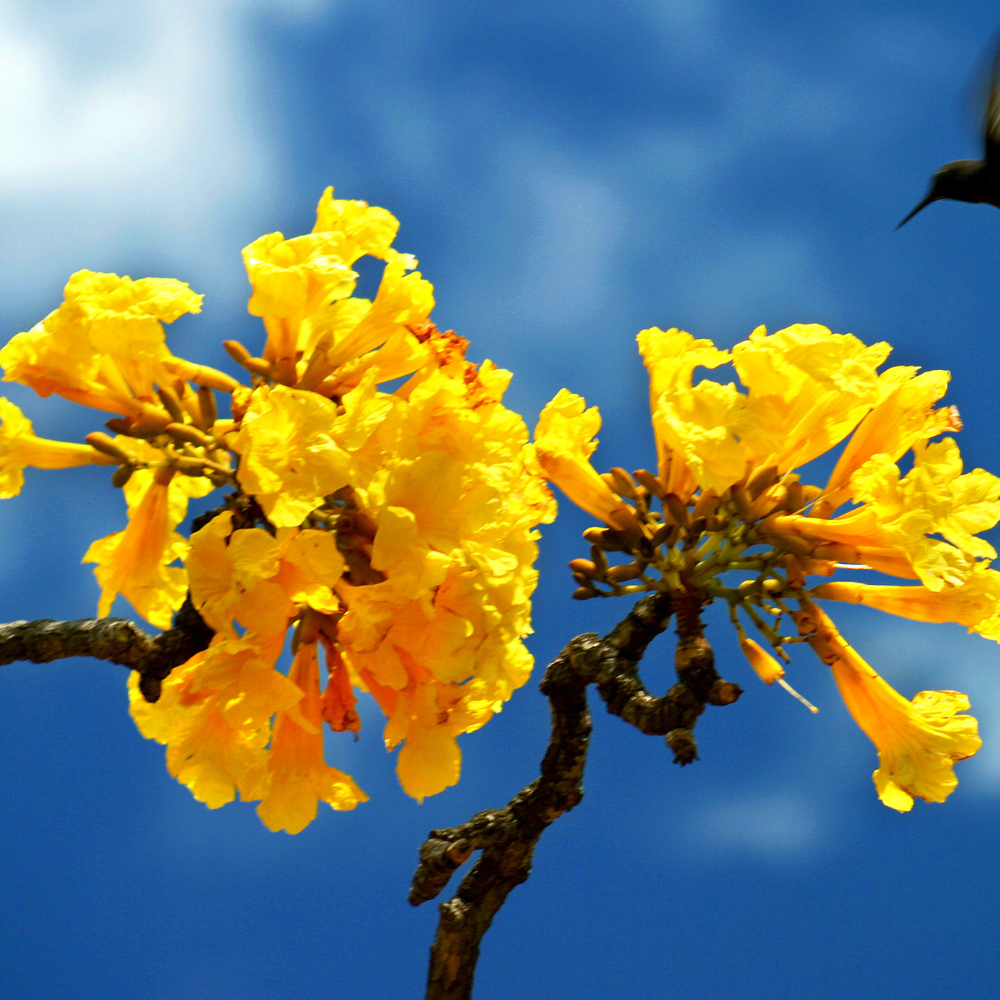 What is the national flower of Brazil, Meaning and Symbolism