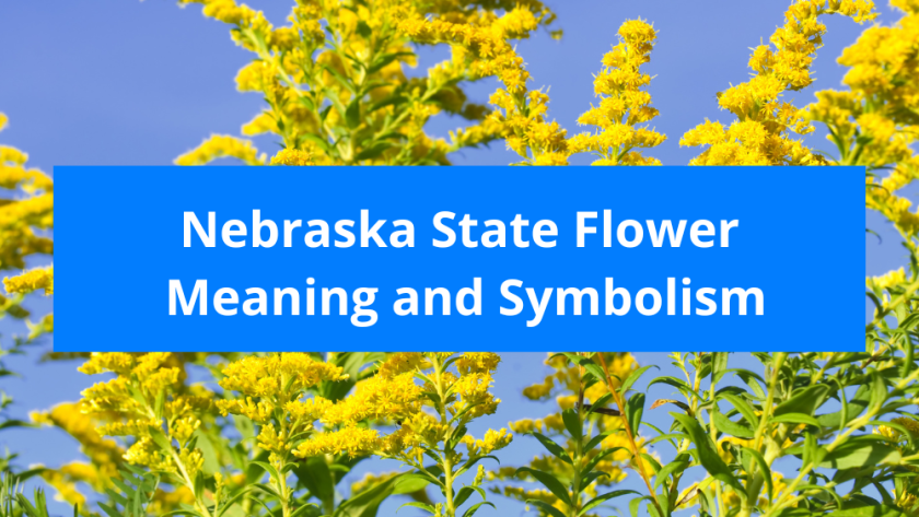 Nebraska State Flower: Goldenrod, Meaning and Symbolism