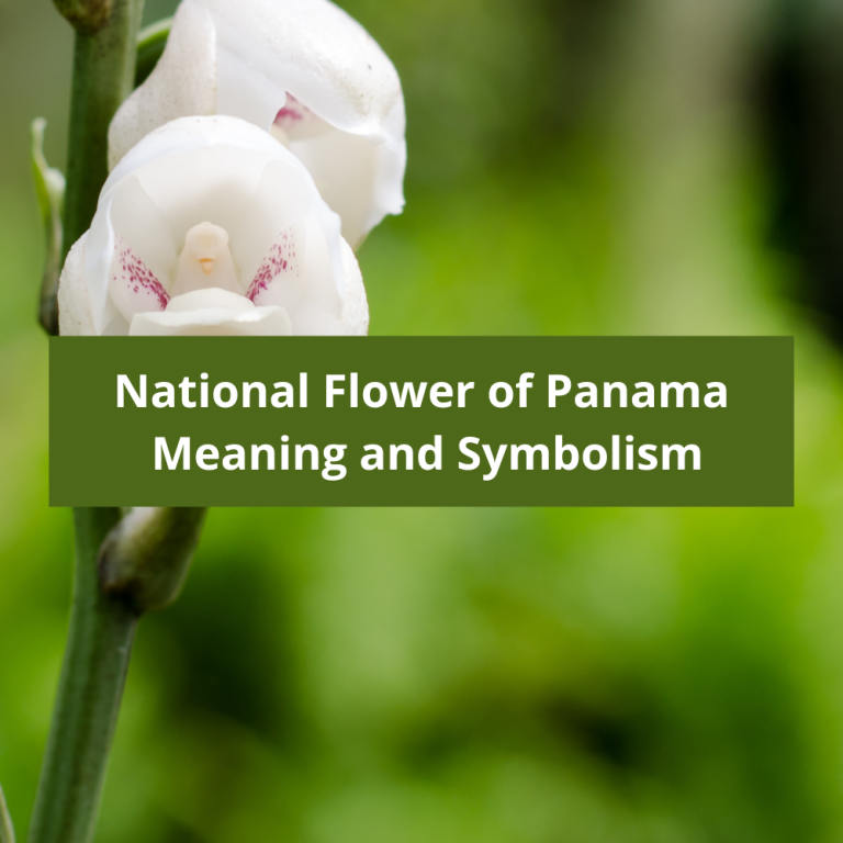 What is the national flower of Palestine, Meaning and Symbolism