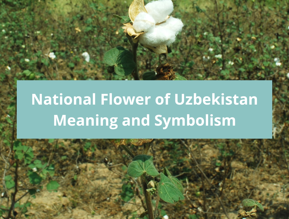 What is the national flower of Uzbekistan, Meaning and Symbolism