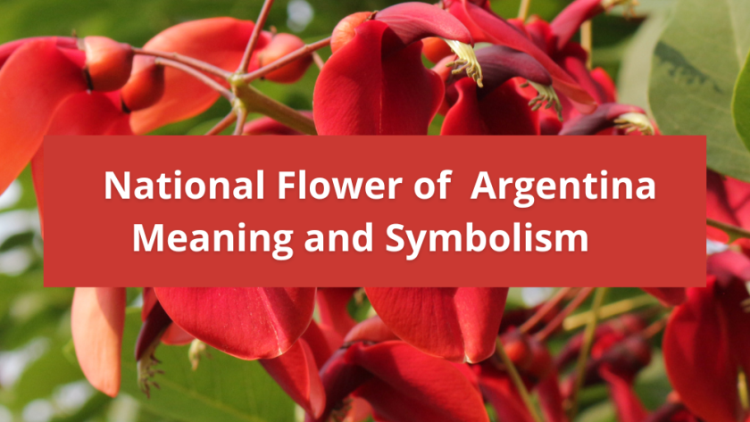What is the national flower of Argentina, Meaning and Symbolism