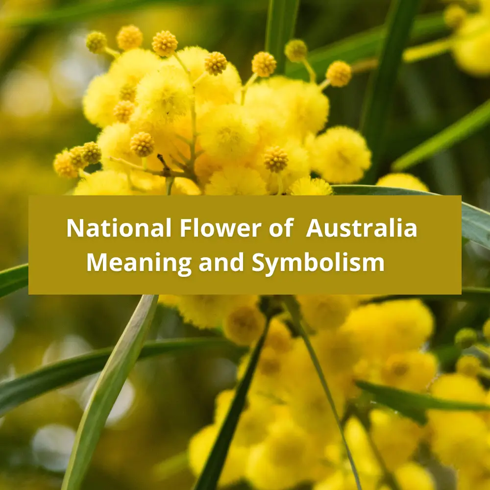 National Flower Of Australia Meaning