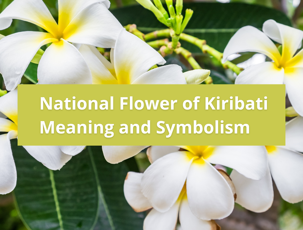 What is the national flower of Kiribati, Meaning and Symbolism