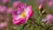 North Dakota State Flower: Wild Prairie Rose Meaning and Symbolism
