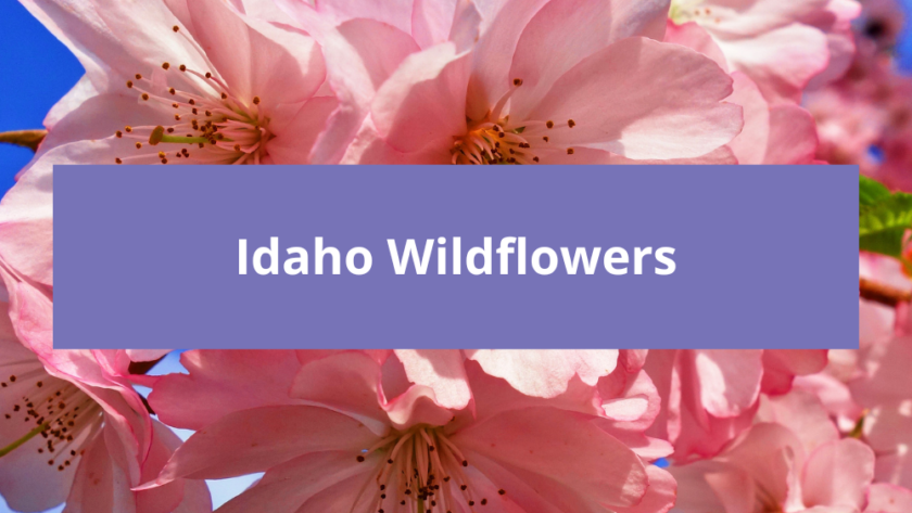 Idaho Wildflowers