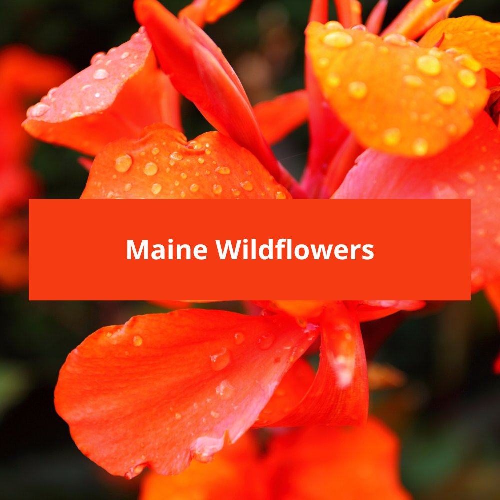 Maine Wildflowers