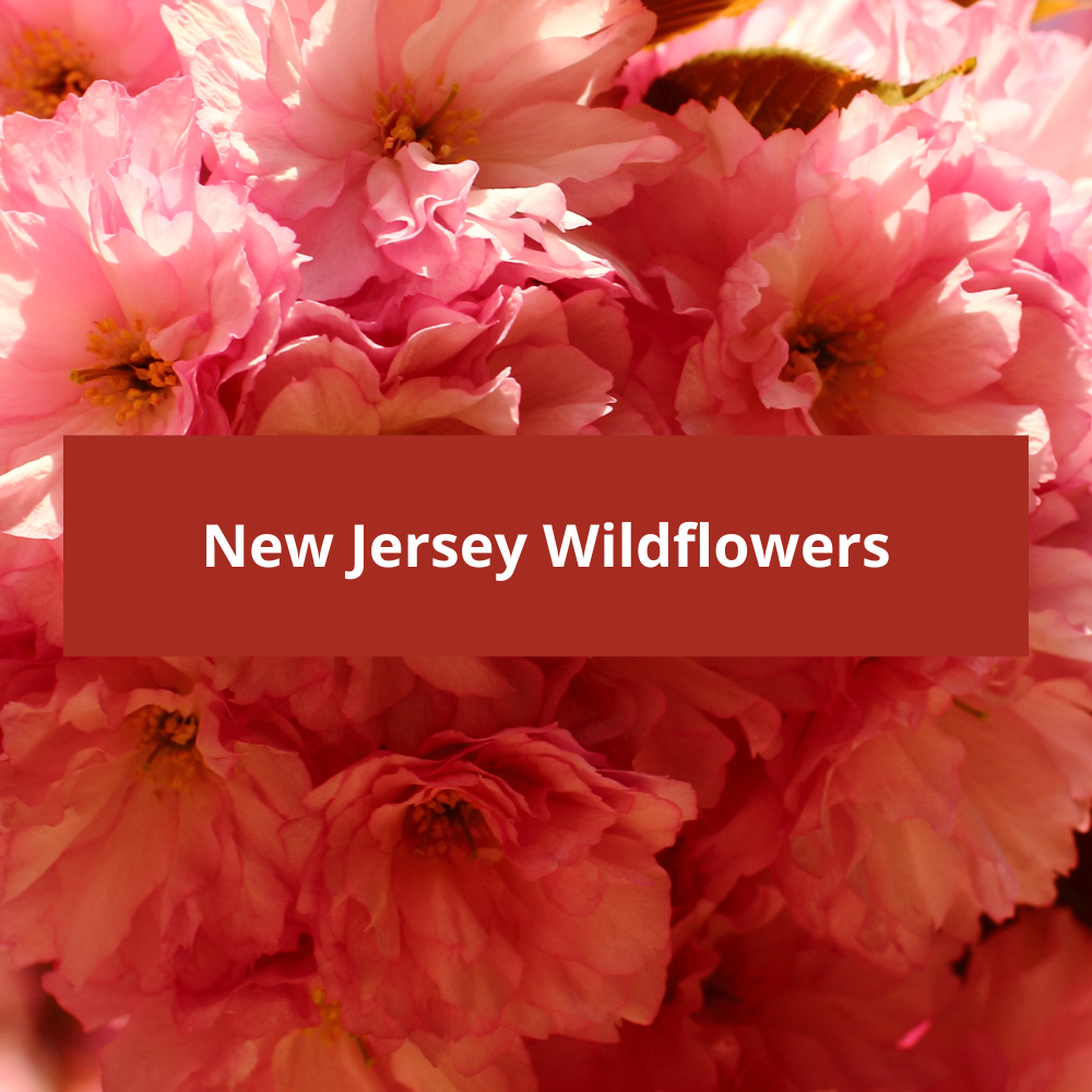 New Jersey Wildflowers