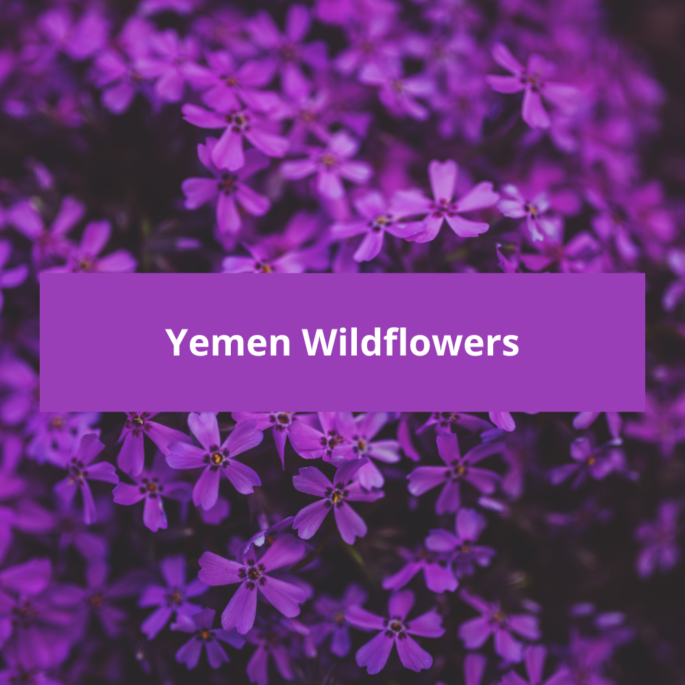 Yemen Wildflowers