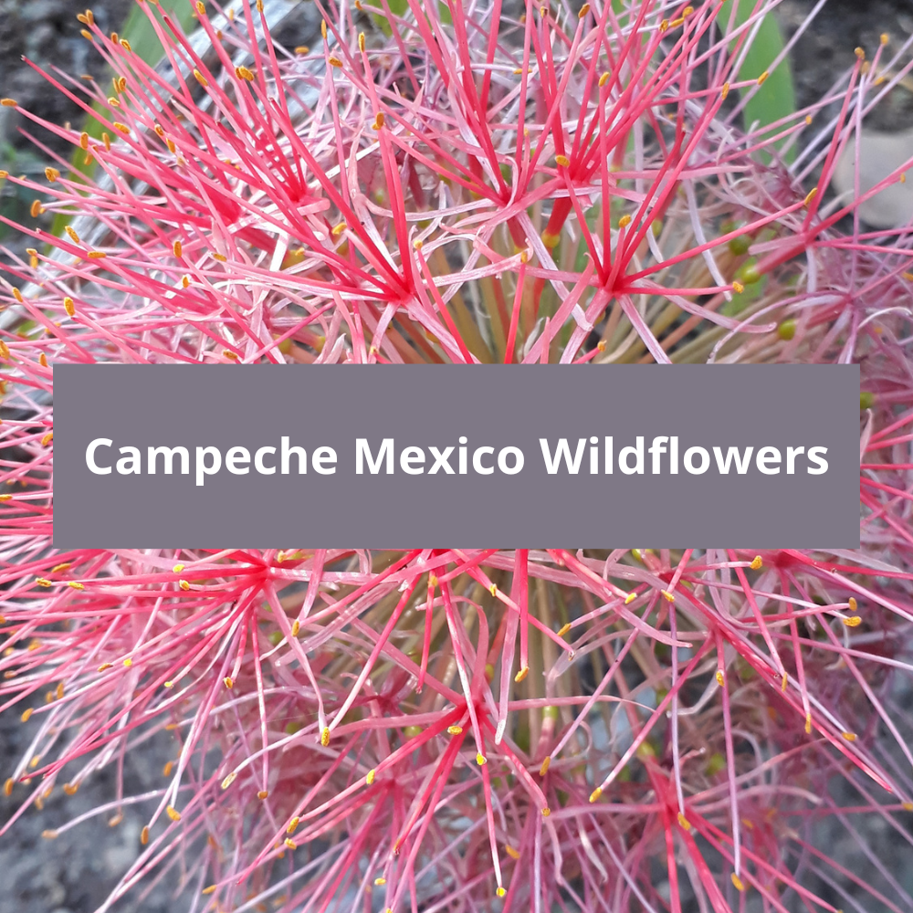 Campeche Mexico Wildflowers