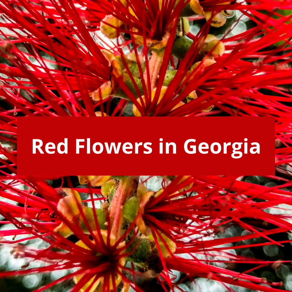 Red Flowers in Georgia
