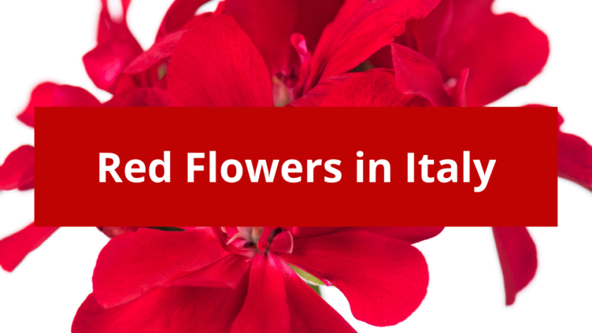 Red Flowers in Italy