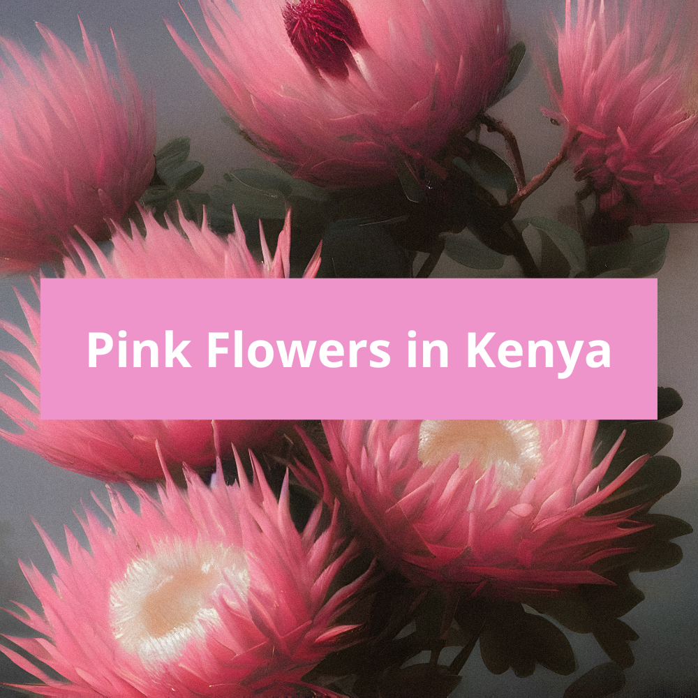 Pink Kenyan Roses Pink Flowers in Kenya