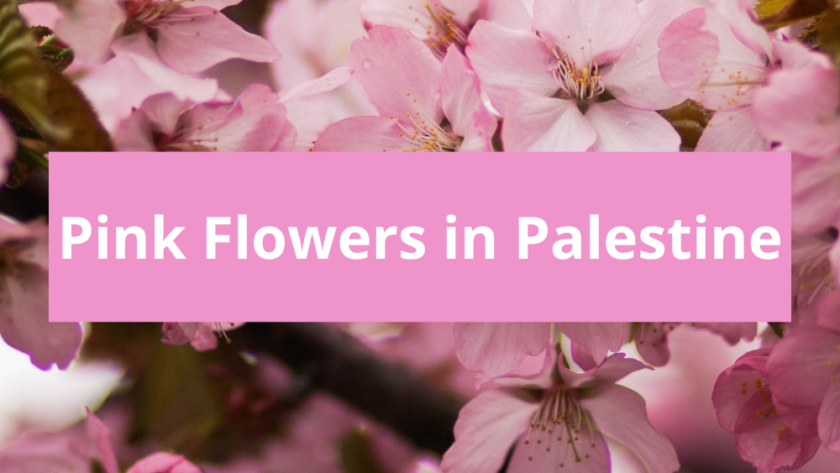 Palestinian Roses Pink Flowers in Palestine