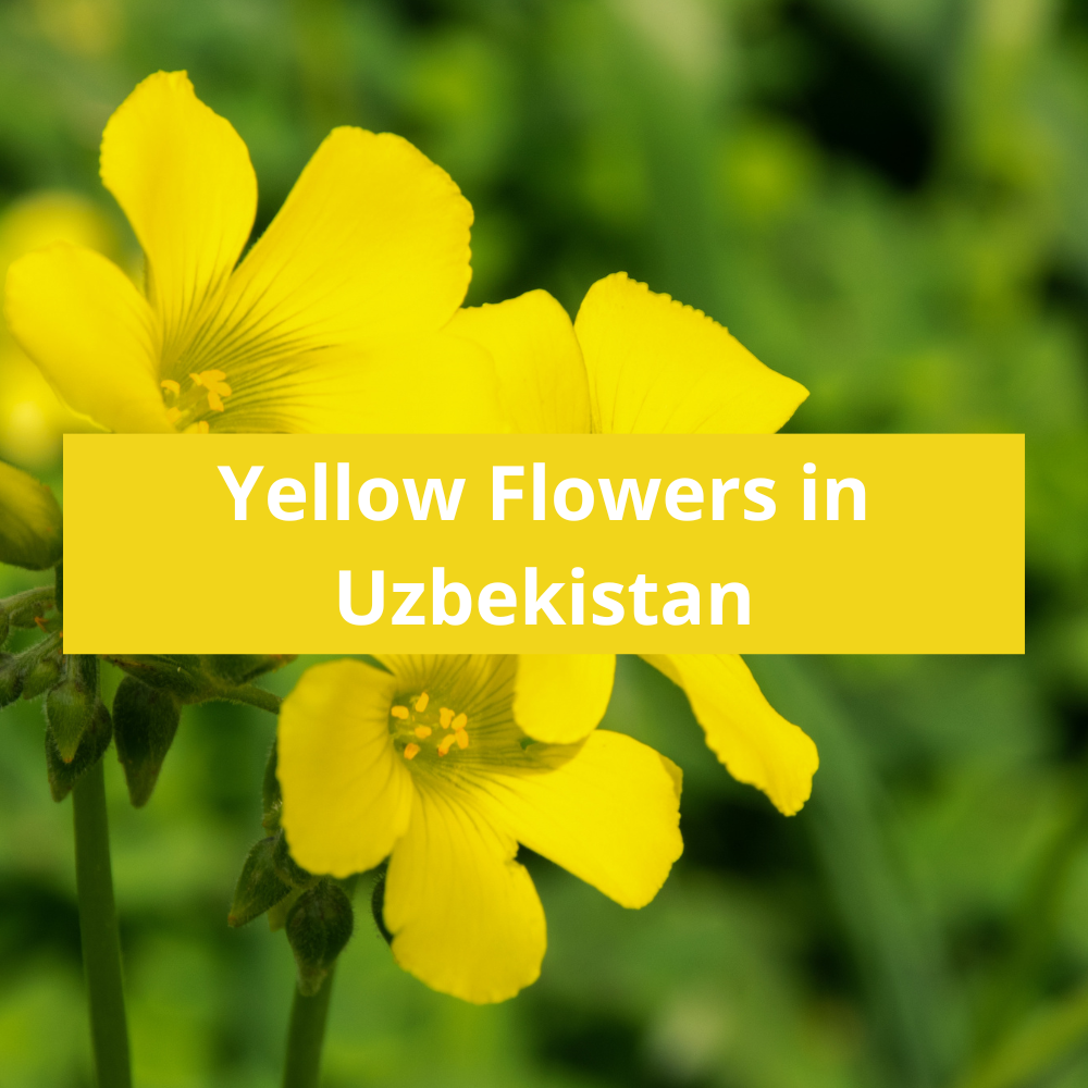 Yellow Flowers in Uzbekistan