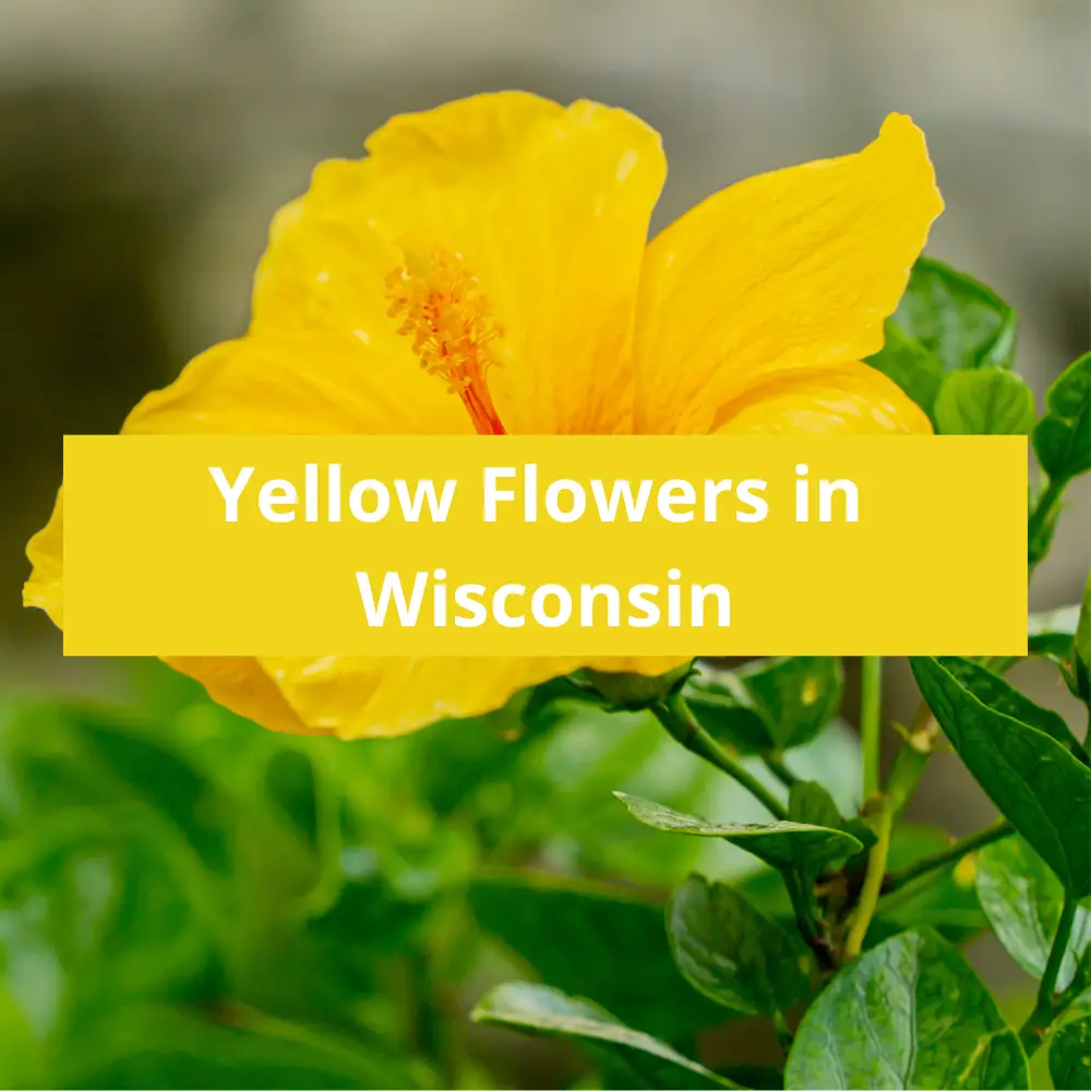 Yellow-Flowers-in-Wisconsin